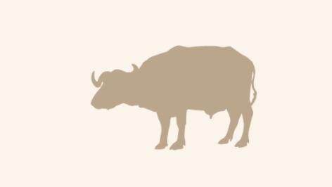 Facts about the buffalo